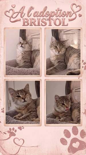 Adopter : Bristol