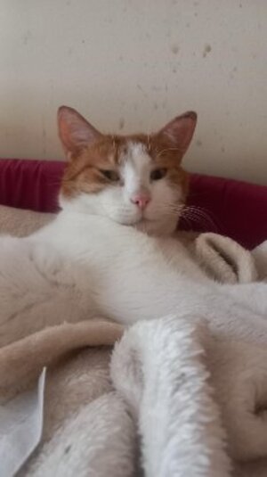 Adopter : Gaby