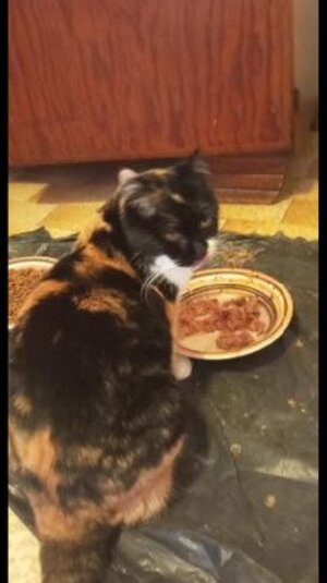 Adopter : Mimine