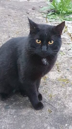 Adopter : Sami