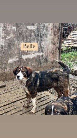 Adopter : Belle