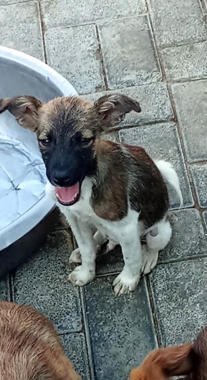 Adopter : Bazil