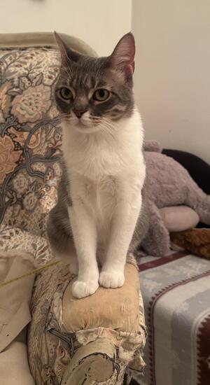 Adopter : Nuage