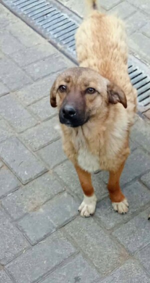 Adopter : Mani