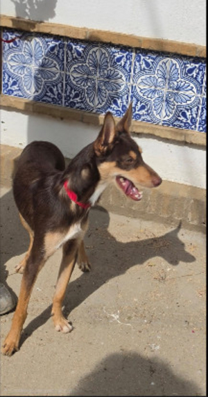 Adopter : Tintin