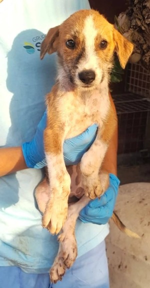 Adopter : Praline