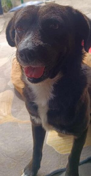 Adopter : Charli