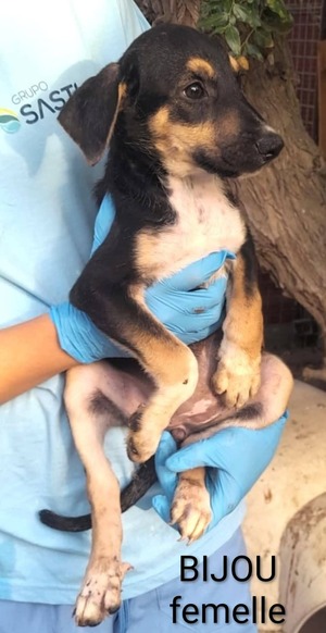 Adopter : Bijou 