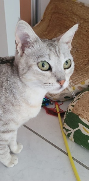 Adopter : Hiboux
