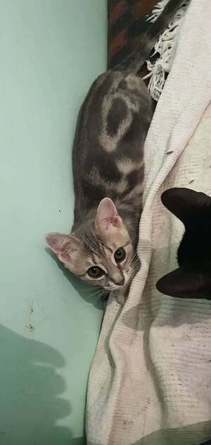 Adopter : Baklava