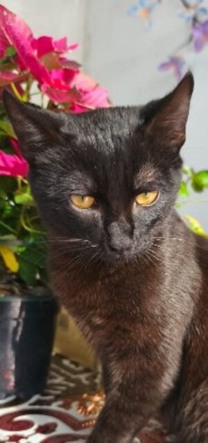 Adopter : Pepon