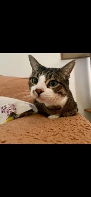 Adopter : Newdell