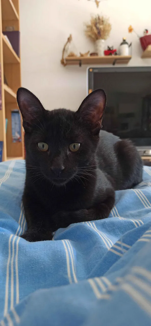 Adopter : Noahm