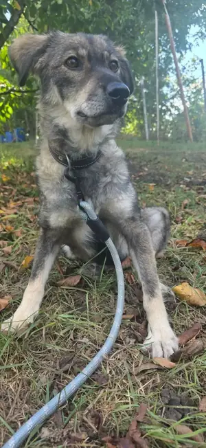Adopter : Cinder