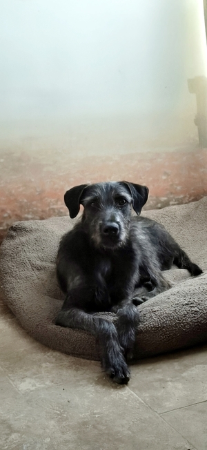 Adopter : Drake