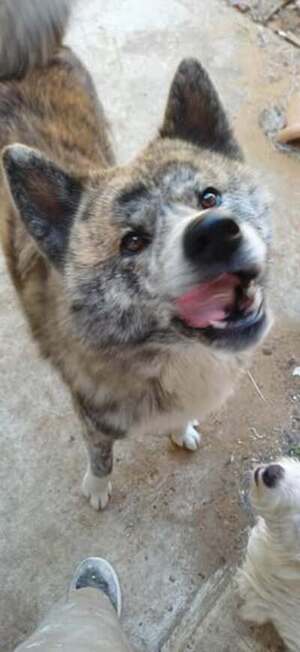 Adopter : Timber