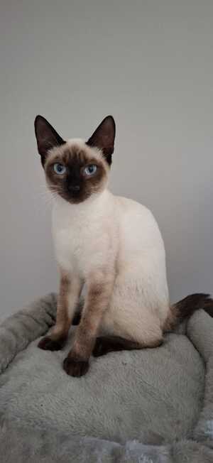 Adopter : BELLADONE