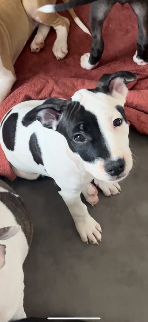Adopter : Bouton