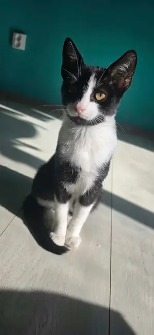 Adopter : Fuji