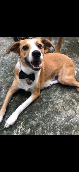 Adopter : Bisotte