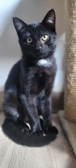 Adopter : Boléro