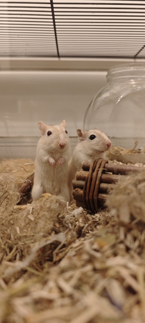 Adopter : Truffe Morille et Girolle