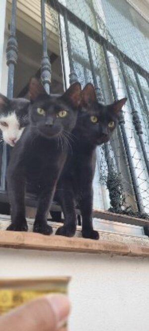 Adopter : Pinky et jelowy