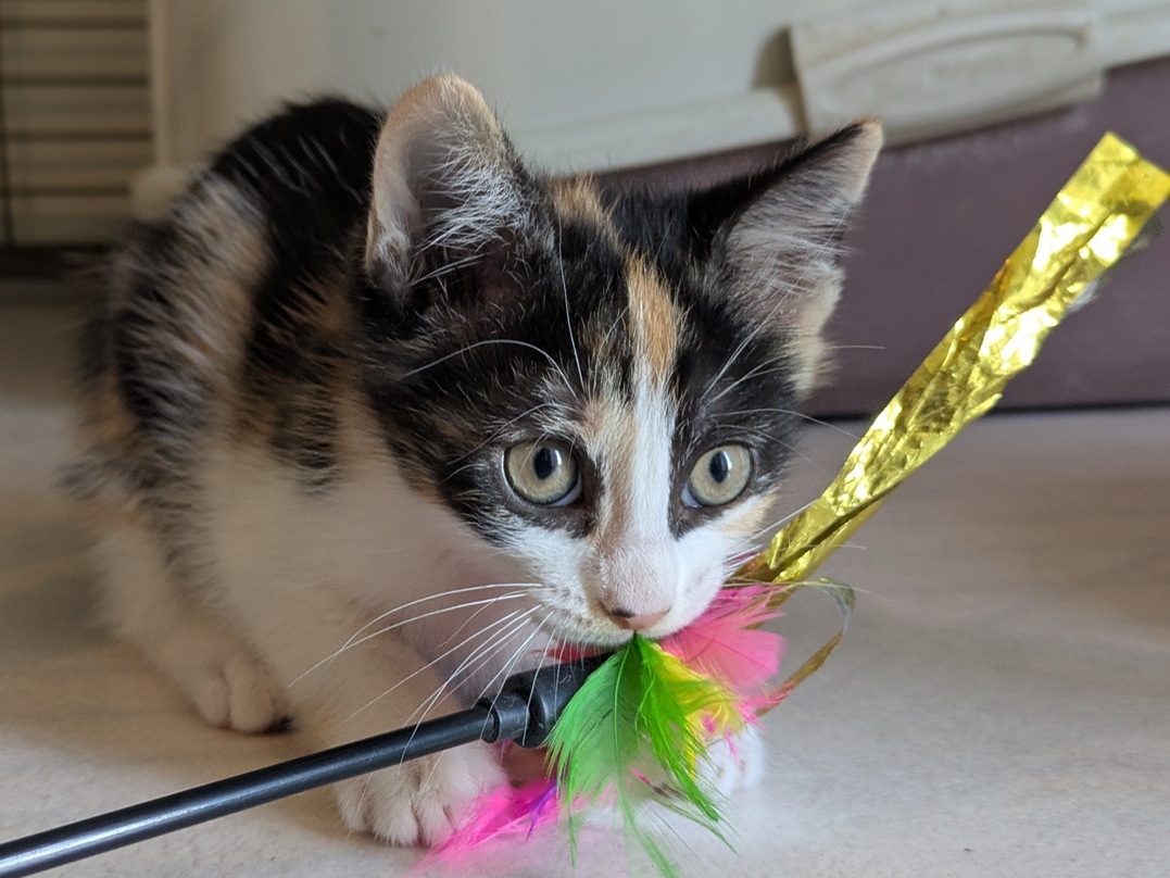 Adopter BRUYERE