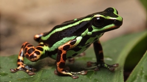 La fidélité existe encore (mais c'est chez une rare espèce de grenouille "métallique")