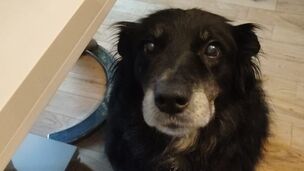 Votre chien vous fixe pendant les repas ? Ce n’est pas seulement de la gourmandise