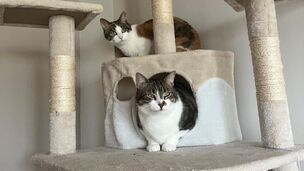 Pourquoi les chats aiment-ils tant se percher en hauteur ?