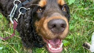 Comment rendre son chien (plus) heureux ?