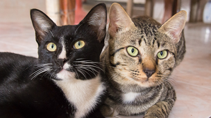 A deux c’est mieux : 7 bonnes raisons d’adopter deux chats (ou plus !)