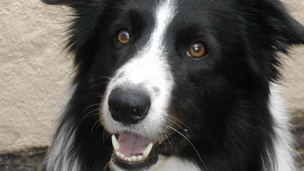Pourquoi la prise d'antiparasitaires peut être fatale pour ces races de chien ?