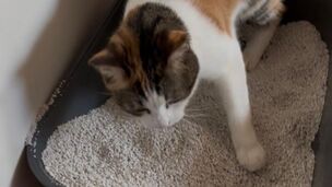 Litière du chat : pourquoi ce n’est pas qu’un simple WC