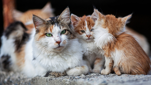 Chats errants non stérilisés : comprendre leur présence et agir efficacement