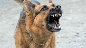 Mon chien est « réactif » : évitez ces erreurs et adoptez les bons réflexes