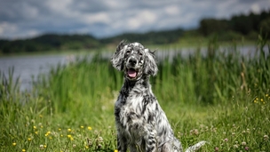 Le Setter Anglais : Un chasseur fin, doux et d'une infinie gentillesse