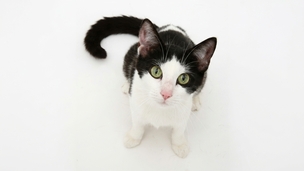 La malpropreté chez le Chat : que faire pour retrouver un chat propre et serein ?