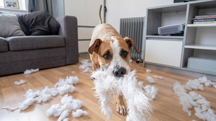 Mon chien détruit tout : comment l'aider durablement ?