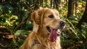 Coup de chaleur : comment l'identifier et protéger son chien ou son chat ?