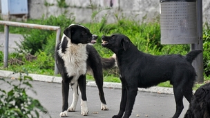 Les signaux d’apaisement chez le chien : Le guide du langage canin