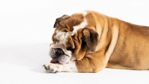 Chien qui se lèche les pattes : quand faut-il s’inquiéter ?