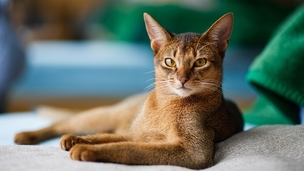 L'Abyssin, un "chat-lapin" au look de puma