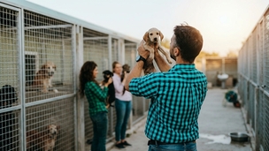 L’âge chez le chat et le chien, un critère déterminant pour l’adoption?