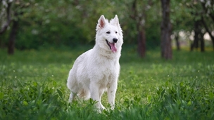 Le Berger Blanc Suisse : protecteur, majestueux et sensible