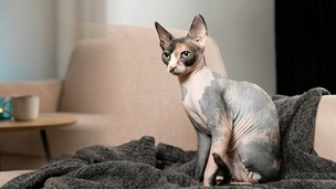 Le Sphynx, la tendresse à nu