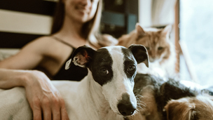 Famille d’accueil pour animaux : ces bénévoles dont les actions sont essentielles