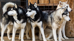 La toux du chenil : comment protéger votre chien ?