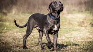 Assurance Cane Corso : Protégez votre compagnon et votre budget